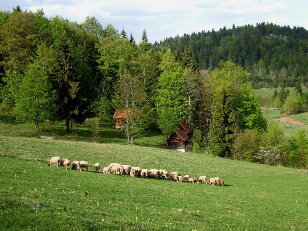 Planinski Mir Zaovine المظهر الخارجي الصورة